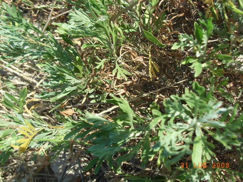 spiaggia di montenero3 - Artemisia sp.
